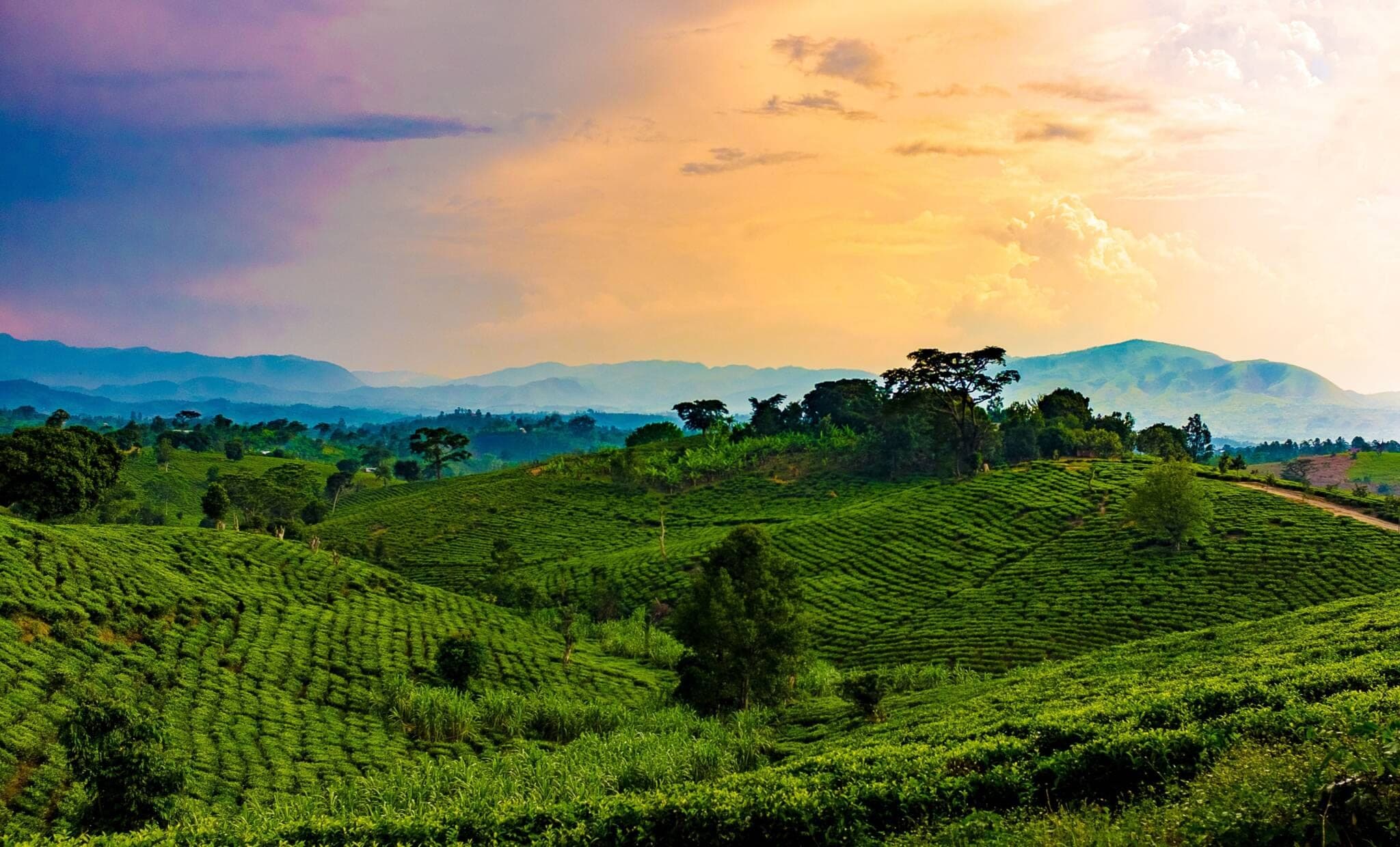 Uganda landscape