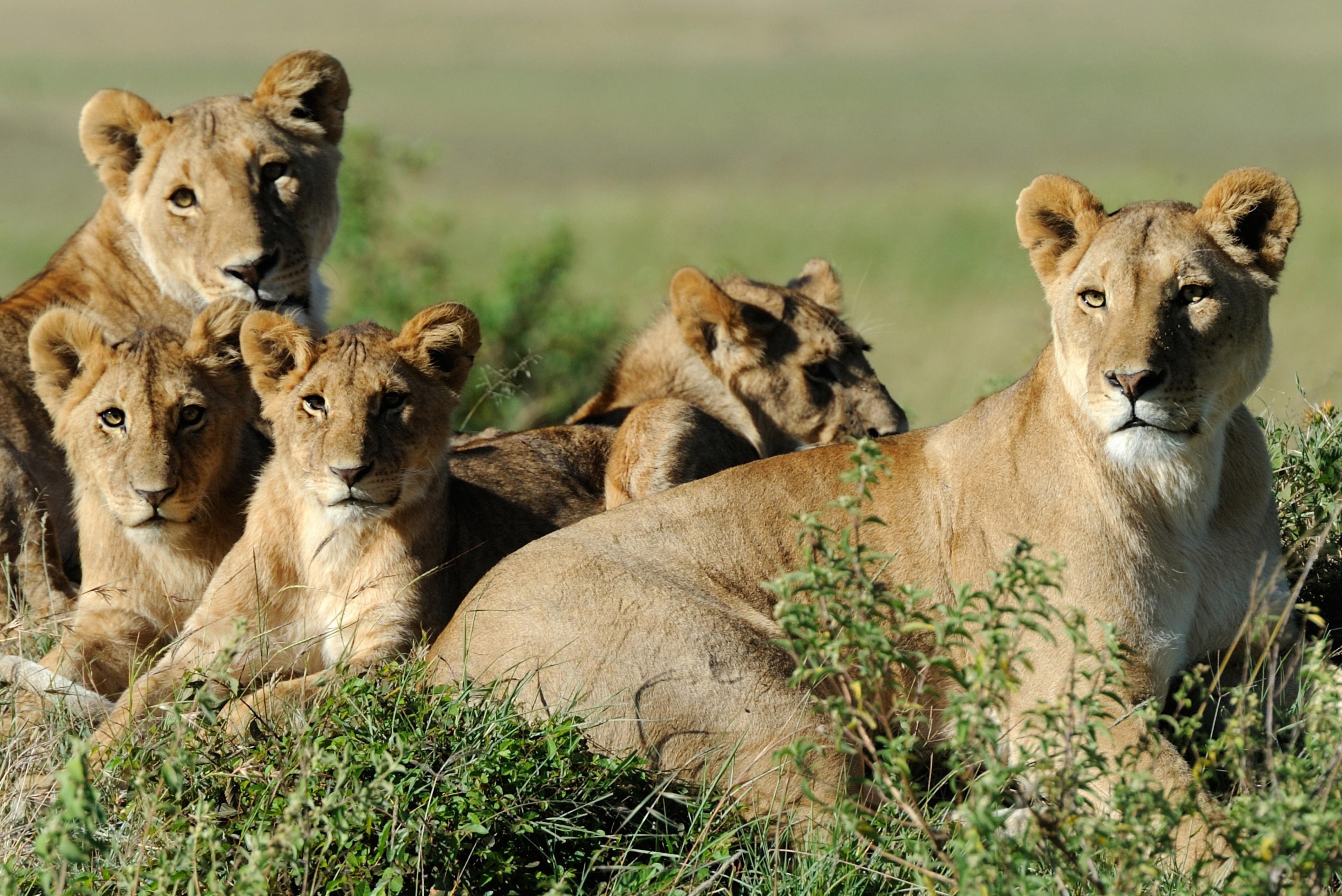 Kenya: The Land Of Hakuna Matata