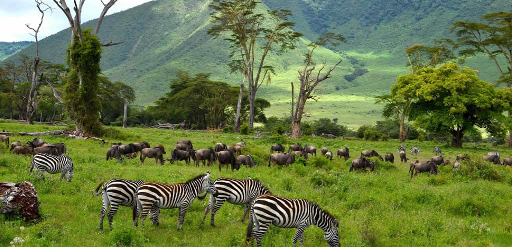 Tanzania: The Soul of Safari
