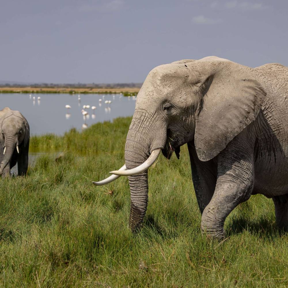 an-elephant-in-africa-2025-03-08-21-49-46-utc(1)(1)(1)