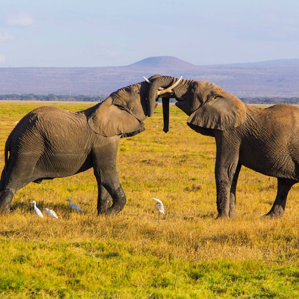 elephants-fighting-or-kissing-in-the-african-savan-2024-11-26-02-36-17-utc(1)(1)